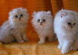 【家养更健康】梦幻天使 高品质银色金吉拉猫 幼猫