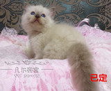 CFA血统证书注册猫舍纯种布偶猫完美蓝重点色妹妹MM小种幼猫种母