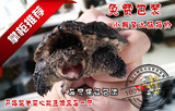 小鳄龟苗活体 乌龟宠物龟观赏龟北美小鳄龟大苗7-9cm左右全品包活