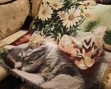 2件包邮外贸猫咪粗棉线毯棉麻客厅咖啡厅地毯田园北欧个性沙发巾