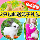 [转卖]自家繁殖宠物兔子活体纯种迷你兔宝宝侏儒兔小白兔包邮送