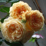 欧洲月季 欢笑格鲁吉亚 香型玫瑰 藤本月季 盆栽大花月季花苗