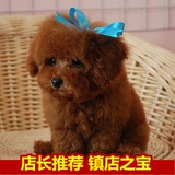 纯种泰迪 幼犬出售宠物家养 玩具狗 黑色 棕色 活体狗狗同城送货