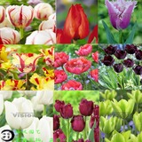 荷兰进口郁金香种球 盆栽室内花卉庭院办公桌 保证对版 当年开花