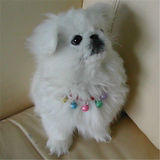 出售纯种北京京巴幼犬赛级宫廷犬超可爱长不大雪白的宠物狗狗103