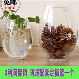 包邮透明玻璃花瓶 绿萝水培花瓶 恐龙蛋花瓶 实用 简约水培花瓶