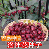 【洛神花种子】红桃K种子 玫瑰茄 花草茶种子 春播种子 容易种植
