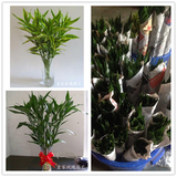 上海富贵竹批发水培植物室内净化空气盆栽水养绿植干净便捷家庭用