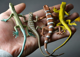 【天天特价】仿真爬行动物玩具模型蜥蜴壁虎变色龙巨蜥环保安全