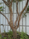 台湾嘉宝果树葡萄籽播苗稀特果树盆景阳台庭院种植42个月120高