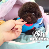 韩国系茶杯体咖啡棕色泰迪犬幼犬出售 纯种血统贵宾犬幼犬宠物狗