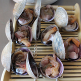 原小鲜 海捕野生鲜活天鹅蛋贝 原产地直供北京 3-5只/斤