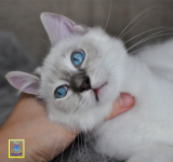 蓝家布偶猫CFA登录注册幼猫蓝双色海豹双色重点色山猫双公母SOLD