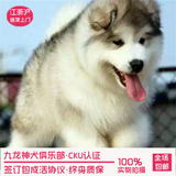 出售纯种阿拉斯加幼犬阿拉斯加雪橇犬宠物狗活体幼犬 幼犬宝宝