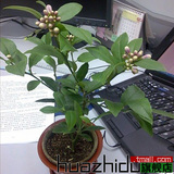 huazhidu盆栽观花观果植物花卉 台湾四季香水柠檬花苗 当年开花