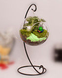 DIY创意苔藓微景观生态瓶 办公室桌面植物盆栽玻璃摆件