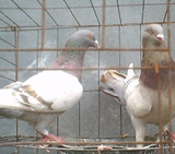 农家散养活体鸽子信鸽观赏鸽肉鸽白羽王鸽种鸽子一对包邮赠送鸽笼