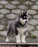 重庆出售家养纯种宠物狗 哈士奇幼犬/双蓝眼三火西伯利亚雪橇犬