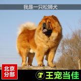 松狮犬纯种幼犬出售白棕红色黑色面包脸狗狗家养赛级活体宠物送货
