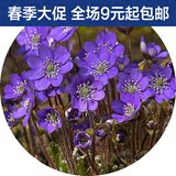紫罗兰四季易种易活室内盆栽花种子花草花籽30粒