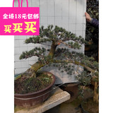 日本五针松  大阪松盆景 盆栽 熟盆造型 小老树短针 微型盆景实物