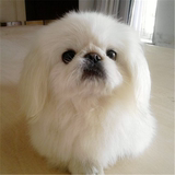 出售纯种北京京巴幼犬赛级宫廷犬超可爱长不大雪白的宠物狗狗142