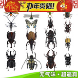 儿童早教益智玩具 3d仿真昆虫玩具模型 甲虫动物塑胶模型昆虫教具