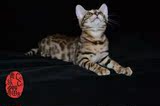 家庭繁殖孟加拉豹猫幼猫纯种亚洲豹猫可爱MMDD均有活体包健康萌宠