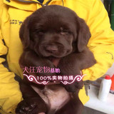 x3萌宠出售宠物活体狗狗纯种猎犬拉布拉多幼犬奶白咖啡黄棕色