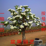 苹果树苗 盆栽苹果树 当年结果苗 红富士 美国8号 苹果树桩盆