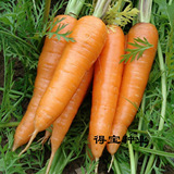 蔬菜种子 七寸参胡萝卜 阳台庭院盆栽蔬果种子 七寸人参胡萝卜