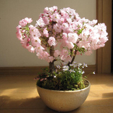 进口日本樱花种子 花卉苗木  多品种选择已沙藏催芽