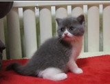 纯种英国短毛猫蓝猫/短毛银渐层色英国短毛猫幼猫/英短宠物猫咪