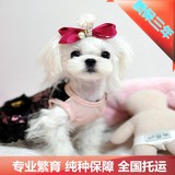 特价宠物狗幼犬出售白色纯种马尔济斯犬长毛狗狗血统北京可上门选