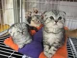 重庆名猫繁殖基地 出售纯种折耳猫 美国短毛猫 蓝猫 加菲猫 英短