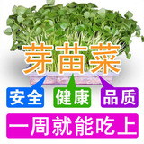芽苗菜种子批发阳台菜种子水培豌豆小麦草萝卜松柳空心菜种子包邮