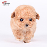 凌空犬业 韩国进口茶杯犬纯种泰迪杏色宠物狗狗幼犬活体出售N850
