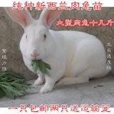 兔子活体宠物自家繁殖纯种新西兰肉兔宝宝 最大长十几斤 包邮免邮
