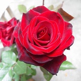 切花玫瑰苗 盆栽玫瑰花苗 红玫瑰苗 带花发货 包品种 当年开花苗