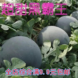 特大西瓜抗病黑霸王西瓜种子黑皮红瓤蔬菜瓜果种子春秋四季播