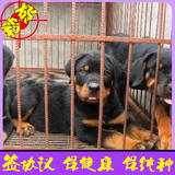 德系罗威纳活体幼犬大骨骼忠诚犬家养大型宠物狗出售北京可送货30