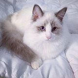 cfa注册纯种幼猫纯种猫纯种美国布偶猫海豹高白双色buou15