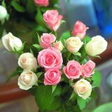 室内盆栽植物花卉绿植精品玫瑰苗进口欧洲玫瑰花苗 四季当年开花