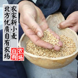 新小麦粒杂粮北方优质农家自产可熬粥生小麦草种子250g