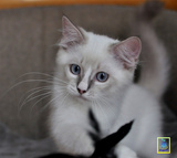 全价布偶猫CFA登录注册幼猫蓝双色海豹双色重点色山猫双公母SOLD