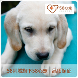 【58心宠】纯种拉布拉多幼犬双血统出售保健康包邮 宠物狗狗活体
