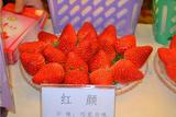 新鲜水果有机无公害农家日本红颜冬季奶油巧克力草莓顺丰特价包邮