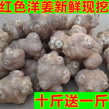 新鲜洋姜红色鬼子姜姜不辣菊芋满十斤送一斤 农产品 特产蔬菜种子