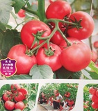 佳多芬F1/中研番茄种子 农科院种子 越夏高抗TY病毒抗线虫1000粒