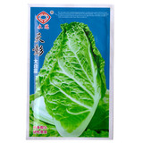 蔬菜种子彩袋四川特产天彭大白菜种子白菜籽叶多帮少5克上千粒